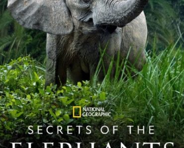 Download Secrets of the Elephants (Season 1) English Web Series 720p | 1080p WEB-DL Esub