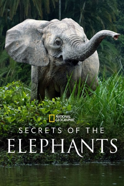 https://bollyflix.cool/wp-content/uploads/2023/05/Secrets-of-the-Elephants-Season-1-English-Web-Series.jpg